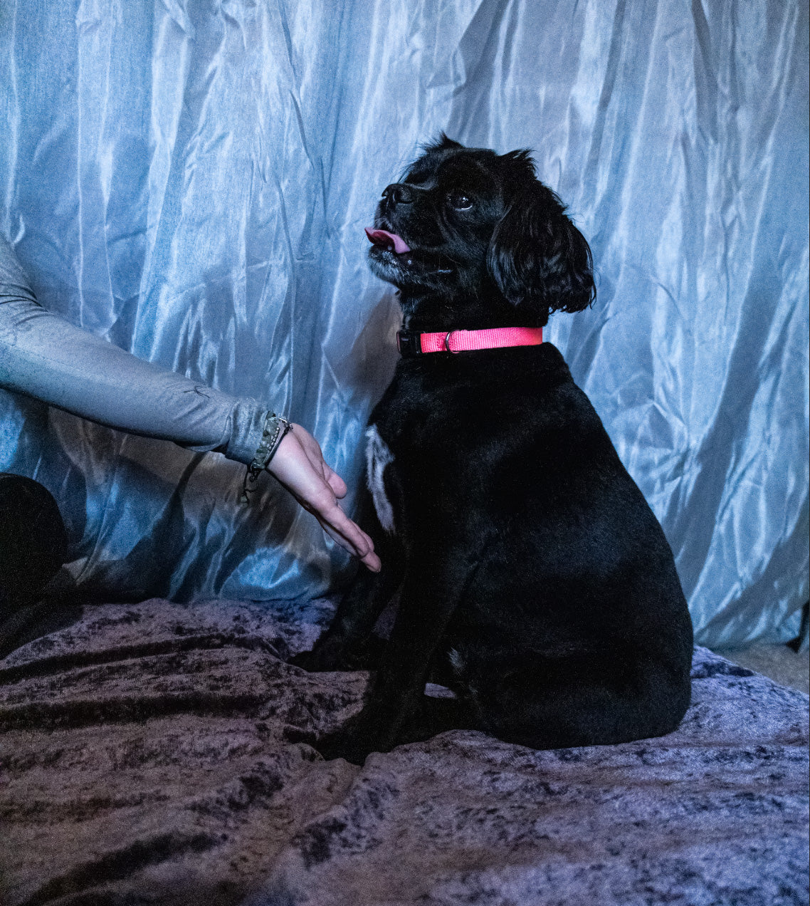 Small Animal Reiki